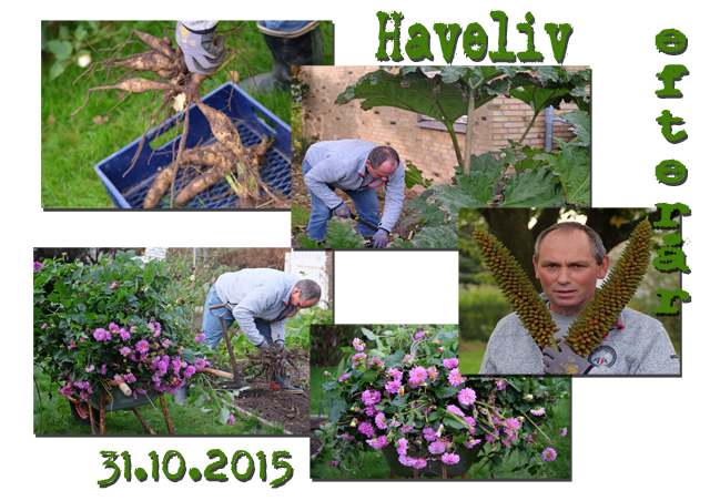 haveliv__31.10.2015